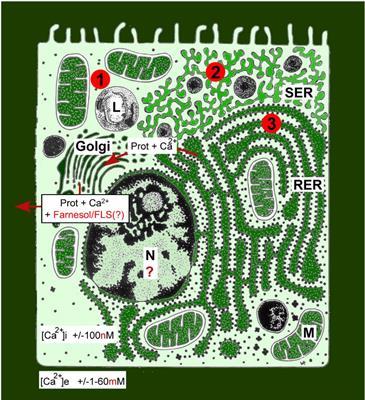 Two Undervalued Functions of the Golgi Apparatus: Removal of Excess Ca2+ and Biosynthesis of Farnesol-Like Sesquiterpenoids, Possibly as Ca2+-Pump Agonists and Membrane “Fluidizers–Plasticizers”